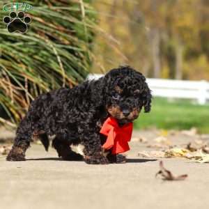 Paxton, Cavapoo Puppy